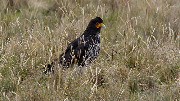 Carunculated Caracara (Phalcoboenus carunculatus)