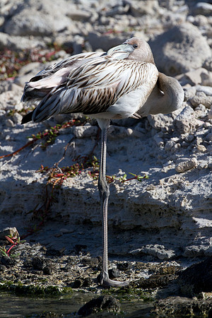 American Flamingo (Phoenicopterus ruber) immature