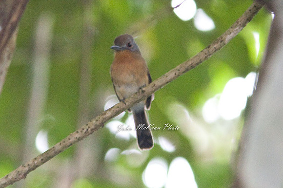 Grey-cheeked Nunlet (Nonnula frontalis)