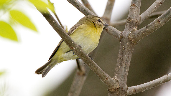Philadelphia Vireo (Vireo philadelphicus)