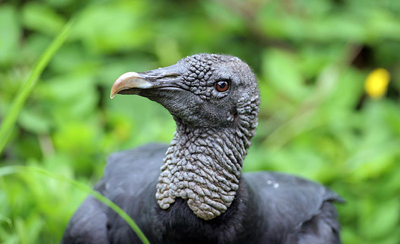 Black Vulture (Coragyps atratus) also known as American Black Vulture