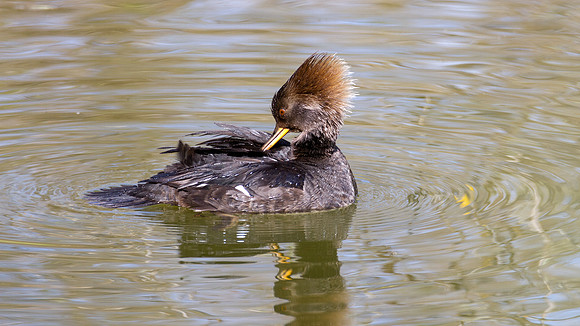 Hooded Merganser (Lophodytes cucullatus) female