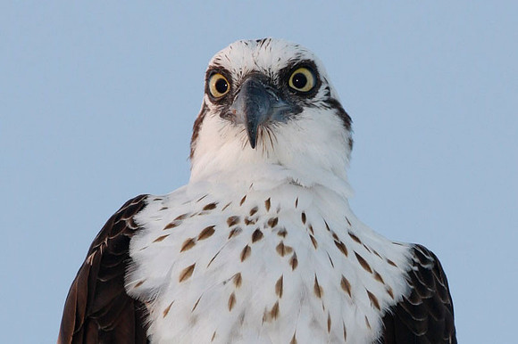 Osprey (Pandion haliaetus)
