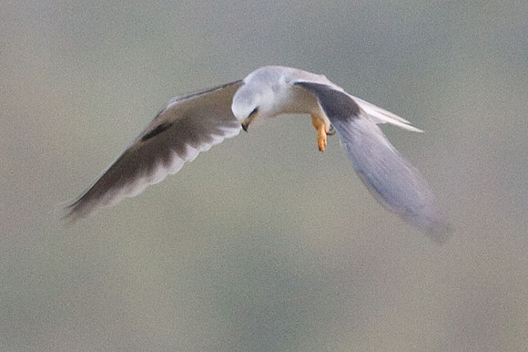 White-tailed Kite (Elanus leucurus)