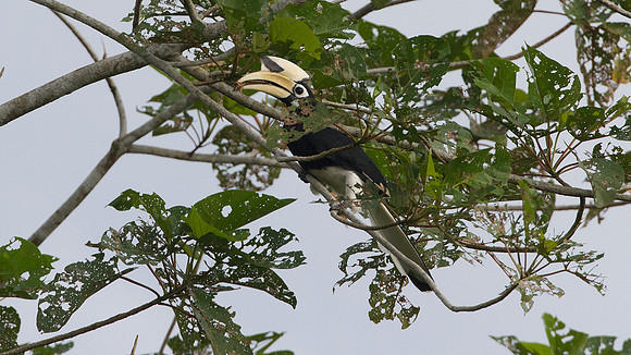Oriental Pied Hornbill (Anthracoceros albirostris)
