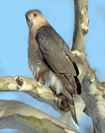 Cooper's Hawk (Accipiter cooperii)