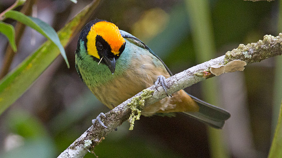 Saffron-crowned Tanager (Tangara xanthocephala)