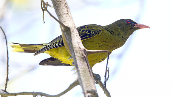 Green oriole (Oriolus flavocinctus)