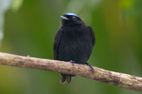 Blue-crowned Manakin (Lepidothrix coronata)