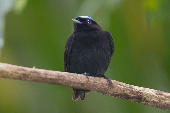 Blue-crowned Manakin (Lepidothrix coronata)