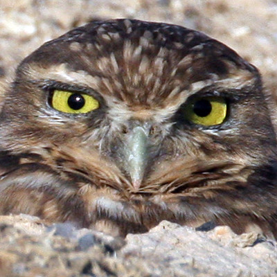 Burrowing Owl (Athene cunicularia)