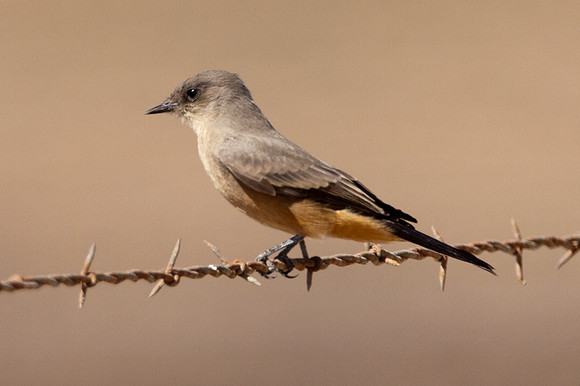Say's Phoebe (Sayornis saya)