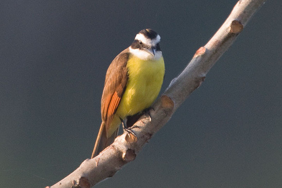 Rusty-margined Flycatcher (Myiozetetes cayanensis)