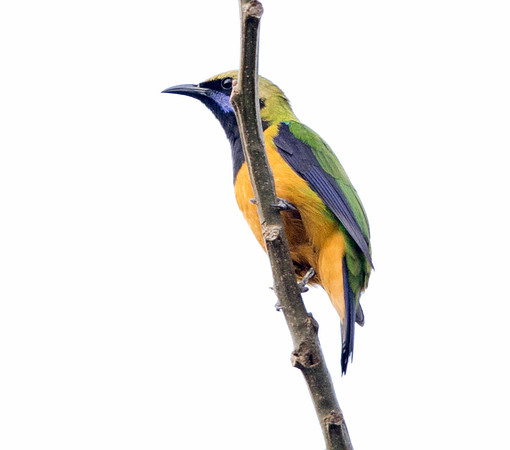 Orange-bellied leafbird (Chloropsis hardwickii)