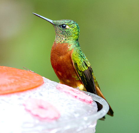 Chestnut-breasted Coronet (Boissonneaua matthewsii)