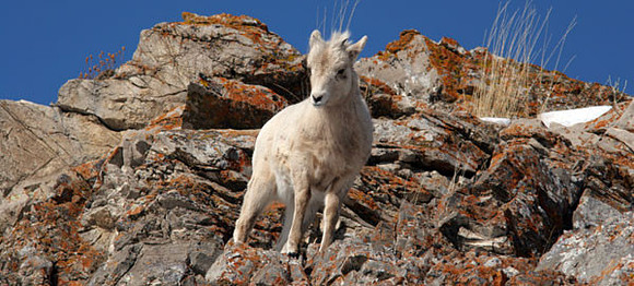 Bighorn sheep (Ovis canadensis) kid