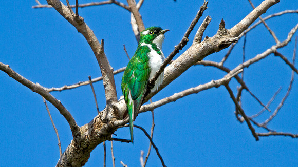 Klaas's Cuckoo (Chrysococcyx klaas)
