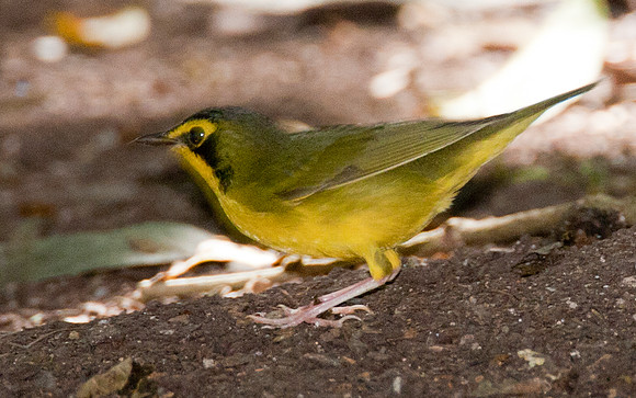 Kentucky Warbler (Oporornis formosus)
