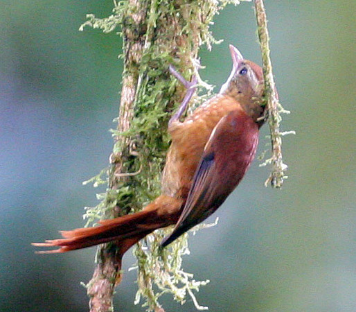 Ruddy Treerunner (Margarornis rubiginosus)