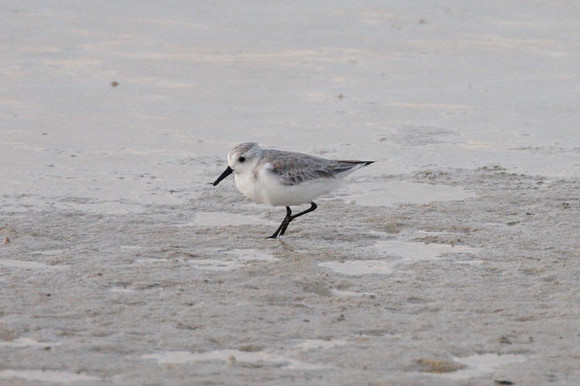 Sanderling (Calidris alba)
