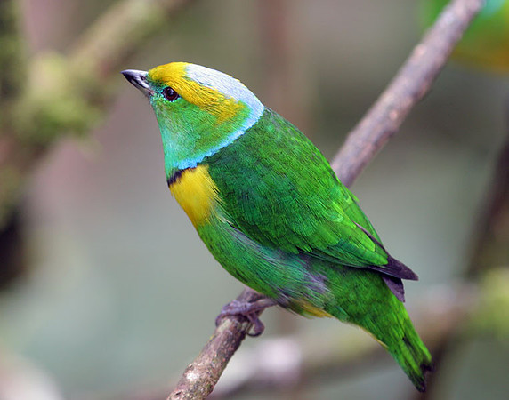 Golden-browed Chlorophonia (Chlorophonia callophrys) male