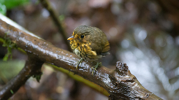 Ochre-breasted Antpitta (Grallaricula flavirostris)