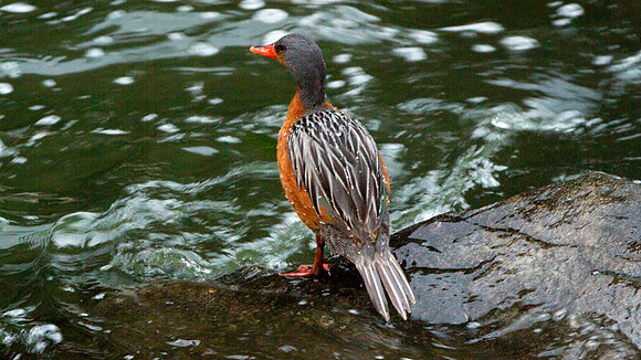 Torrent Duck (Merganetta armata) - female