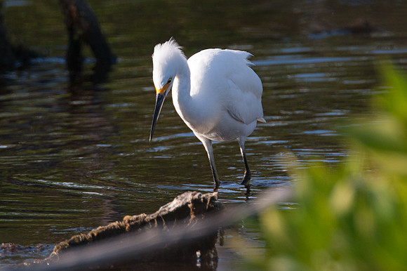 Snowy Egret (Egretta thula)