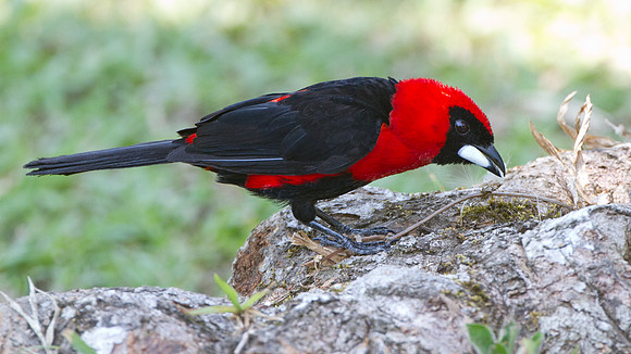 Masked Crimson Tanager (Ramphocelus nigrogularis)