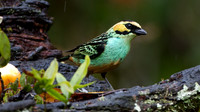 Golden-eared Tanager (Tangara chrysotis)