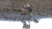 Wilson's Snipe (Gallinago delicata)