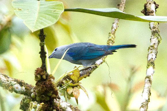 Blue-grey Tanager (Thraupis episcopus)