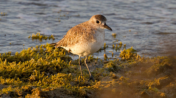 Black-bellied Plover (Pluvialis squatarola)