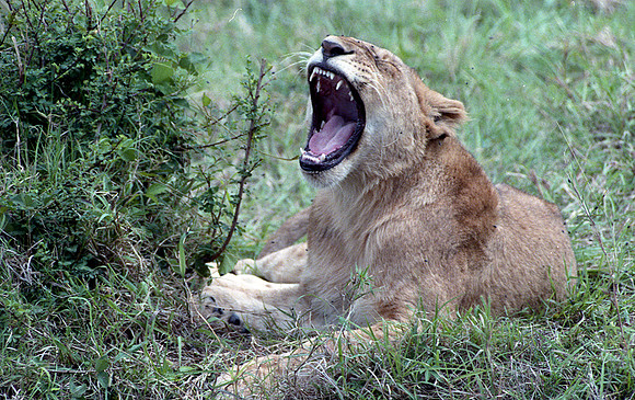 1988 Africa lion  img387