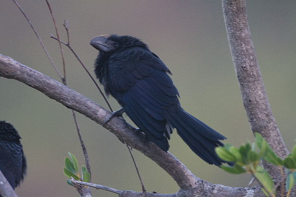 Smooth-billed Ani (Crotophaga ani)