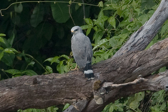Grey Hawk (Buteo nitidus) also known as Grey-lined Hawk