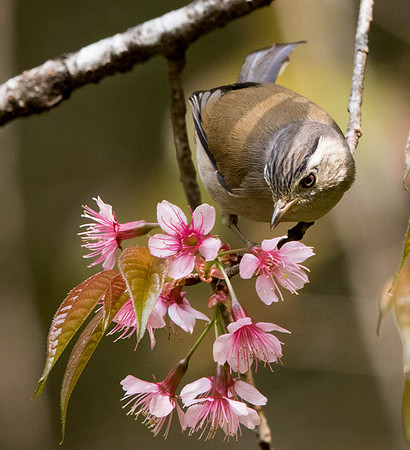 Blue-winged minla (Minla cyanouroptera)