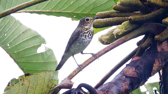 Swainson's Thrush (Catharus ustulatus)