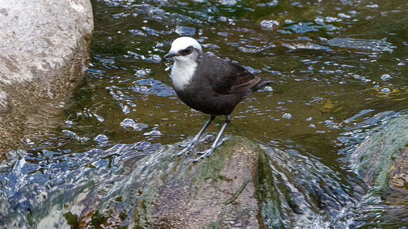 White-capped Dipper (Cinclus leucocephalus)