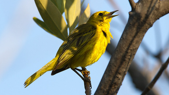 Yellow Warbler (Dendroica petechia)