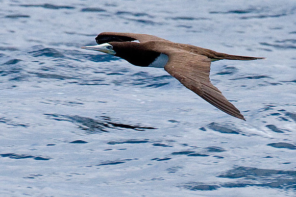 Brown Booby (Sula leucogaster)