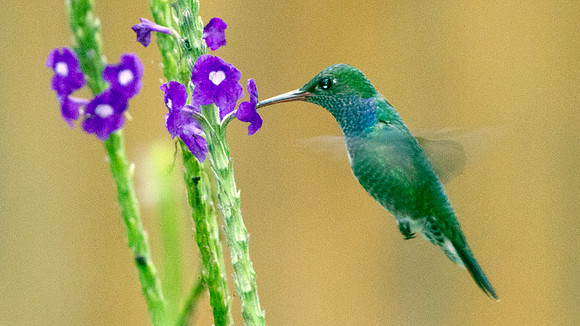 Sapphire-spangled Emerald (Amazilia lactea)