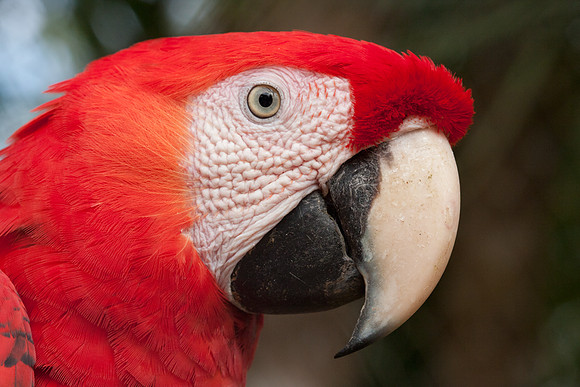 Scarlet Macaw (Ara macao) captive