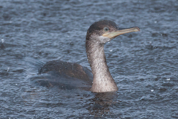 Great Cormorant (Phalacrocorax carbo) also known as Great Black Cormorant, Black Cormorant, Black Shag