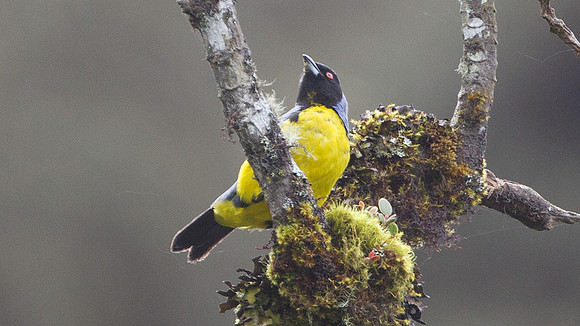 Hooded Mountain-tanager (Buthraupis montana)