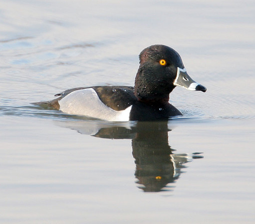Ring-necked Duck (Aythya collaris)