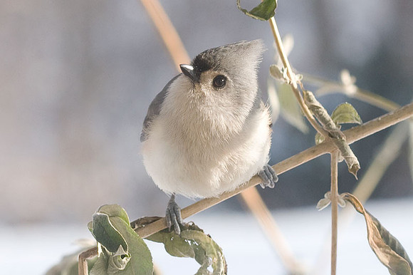 Tufted Titmouse (Baeolophus bicolor)
