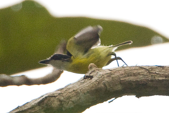 Black-headed Tody-Flycatcher (Todirostrum nigriceps)