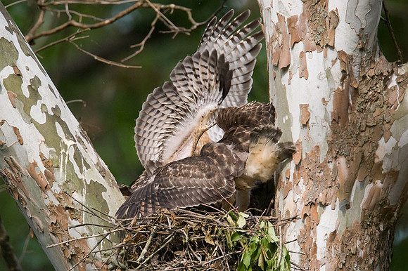 Red-shouldered Hawk (Buteo lineatus) juvenile