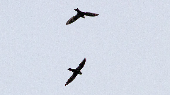 White-collared Swift (Streptoprocne zonaris)